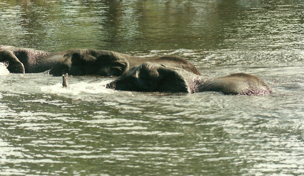 Billos Safari Zimbabwe Z10b01