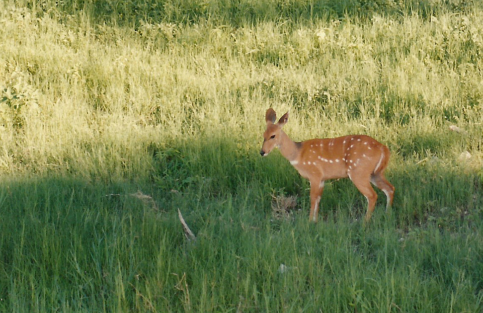 Billos Safari Zimbabwe Z10b05