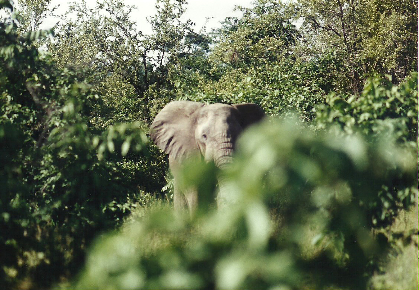 Billos Safari Zimbabwe Z11a05