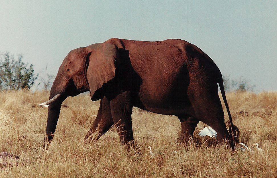  Billos Safaris Zimbabwe Z2011