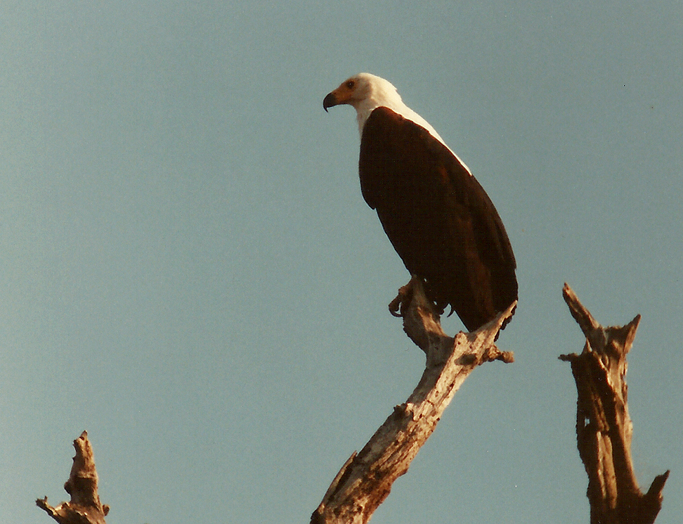  Billos Safaris Zimbabwe Z2012