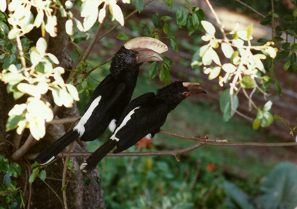 Billos Safari Zimbabwe Z2b003