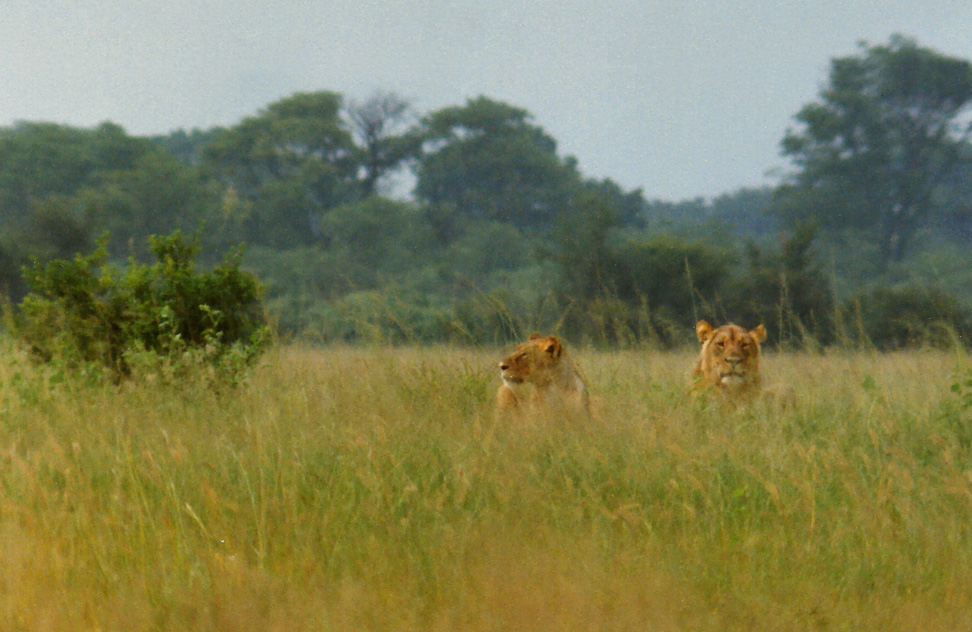 Billos Safari Zimbabwe Z3001