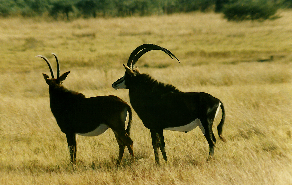 Billos Safari Zimbabwe Z4007