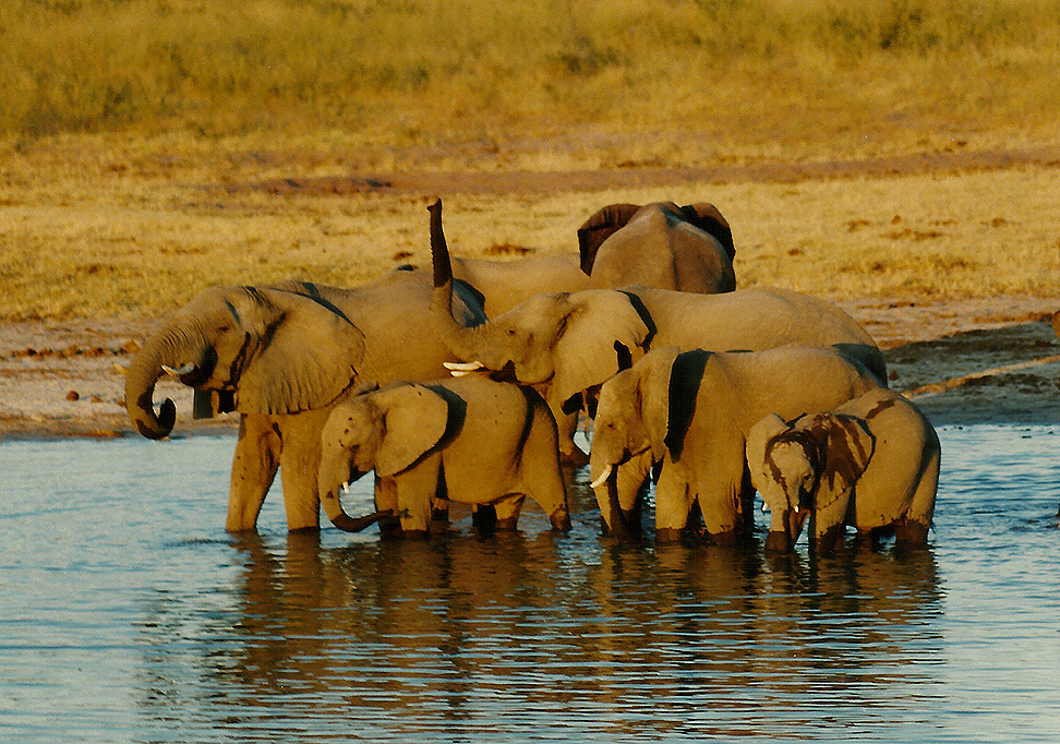 Billos Safari Zimbabwe Z4008