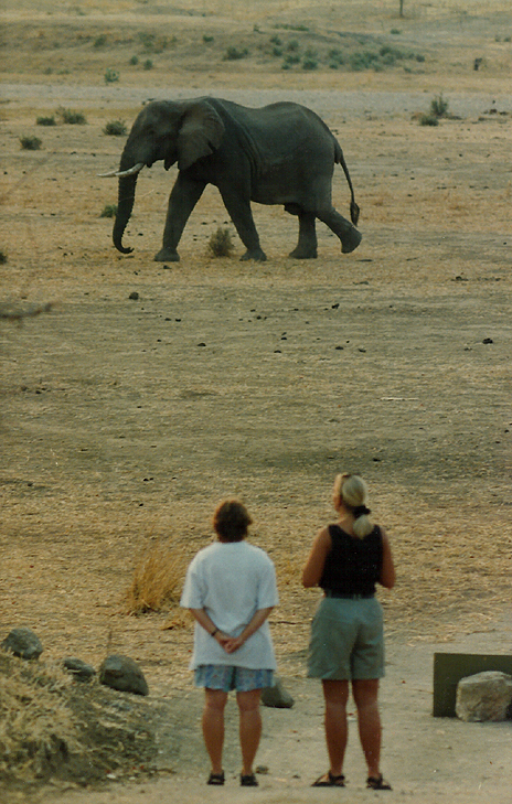 Billos Safari Zimbabwe Z5010