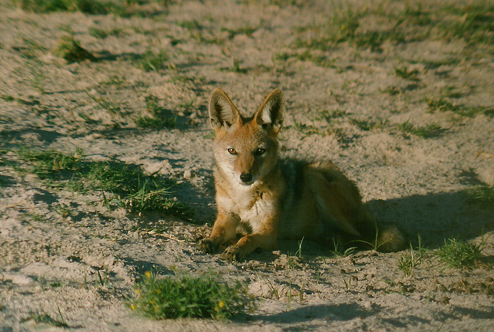  Billos Safaris Zimbabwe Z6008