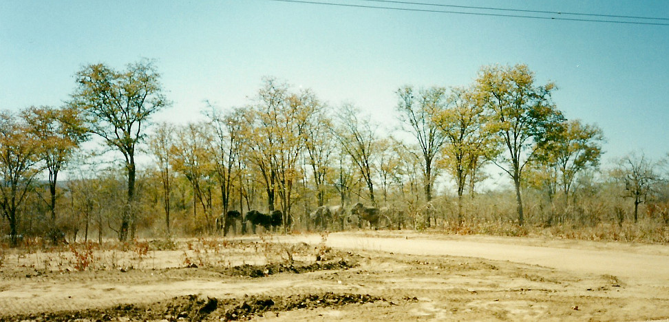 Billos Safari Zimbabwe Z7004