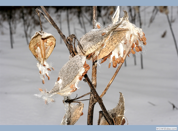 Milkweed