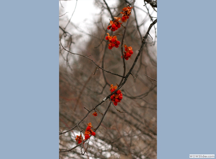 Sumac berries frozen on the bush.