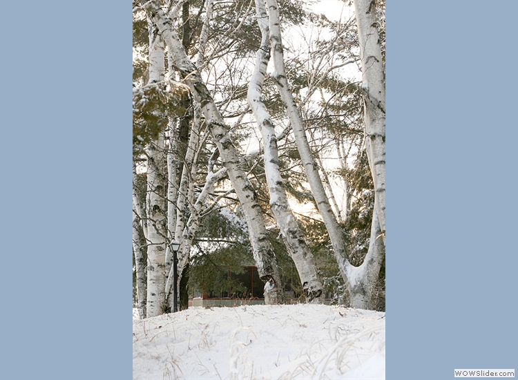 Beautiful silver birches in the snow