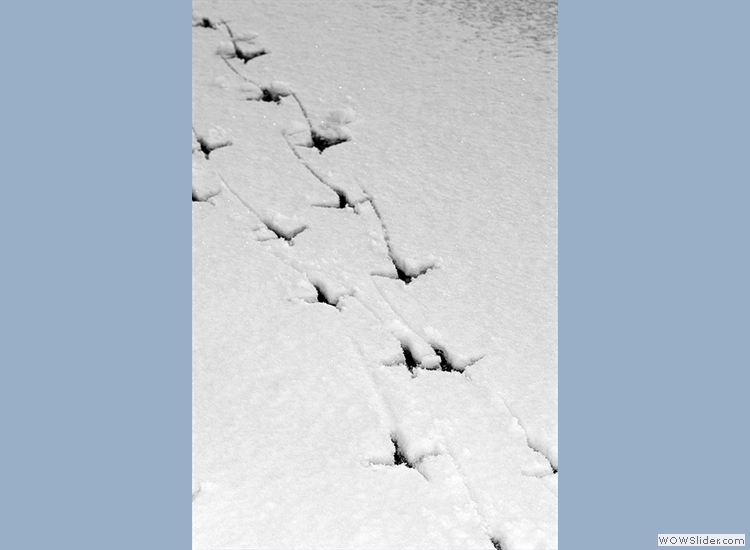 Turkey tracks