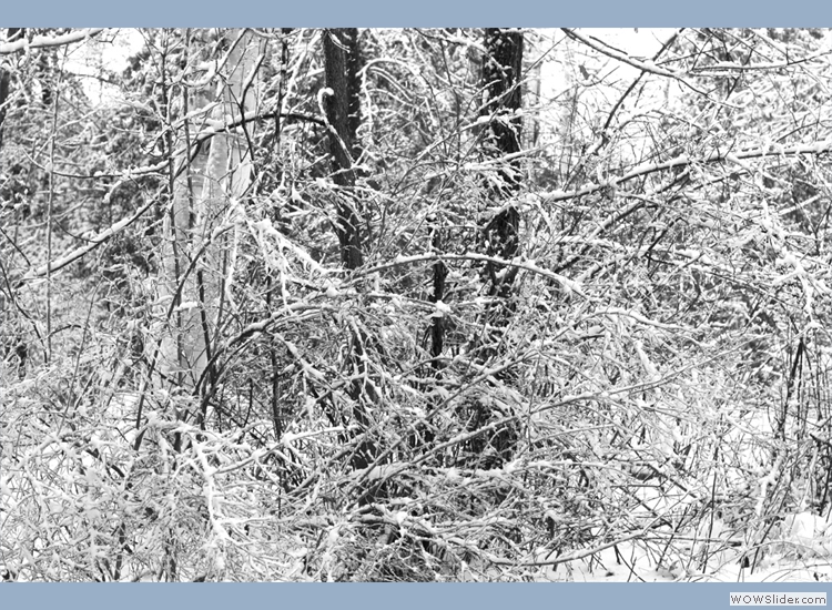 Ice laden branches bar the way