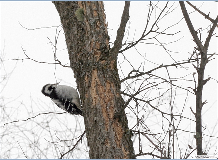 Christmas Downy Woodpecker