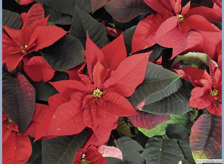 Christmas Poinsetta