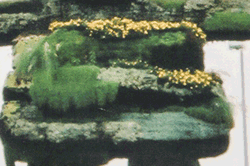 Montreal 2000